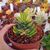 HAWORTHIA REINWARDTII VARIEGATA, image , 2 image