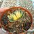 HAWORTHIA TRUNCATA CV. LIME GREEN VARIEGATA, image _ab__is.image_number.default