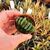 HAWORTHIA TRUNCATA CV. LIME GREEN, image , 2 image