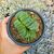 HAWORTHIA TRUNCATA CV. LIME GREEN, image 