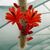 HILDEWINTERA COLADEMONONIS, image , 2 image