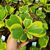 HOYA KERRI VARIEGATA, image 
