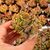 KALANCHOE HUMILIS, image _ab__is.image_number.default