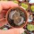 LITHOPS AUCAMPIAE STORM'S SNOWCAP C392, image 