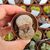 LITHOPS GESINAE V. ANNAE C78, image 