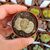 LITHOPS GRACILIDELINEATA SUBS. BRANDBERGENSIS C394, image 