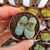 LITHOPS HELMUTII C271, image 