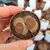 LITHOPS LESLIEI ALBIFLORA C5, image 