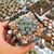 LOPHOPHORA WILLIAMSII VAR. CAESPITOSA, image 