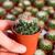 MAMMILLARIA MARIA LUISA, image , 2 image