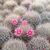 MAMMILLARIA BOCASANA CV. ROSEIFLORA, image , 3 image