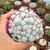 MAMMILLARIA HUMBOLDTII VAR. CAESPITOSA, image 