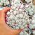 MAMMILLARIA HUMBOLDTII VAR. CAESPITOSA, image _ab__is.image_number.default