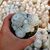 MAMMILLARIA HUMBOLDTII, image _ab__is.image_number.default