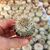 MAMMILLARIA NEJAPENSIS, image 