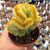 NOTOCACTUS LENINGHAUSII CRISTATA, image 