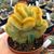 NOTOCACTUS LENINGHAUSII CRISTATA, image _ab__is.image_number.default