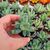 PACHYPHYTUM COMPACTUM, image , 3 image