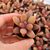 PACHYPHYTUM VIRIDE, image _ab__is.image_number.default