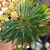 PACHYPODIUM LAMEREI, image _ab__is.image_number.default