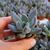 PACHYVERIA DRACO, image 
