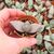 PLEIOSPILOS BOLUSII, image 