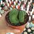 REBUTIA KRAINZIANA INERMIS CRESTATA, image 