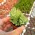SEDUM MORGANIANUM, image _ab__is.image_number.default