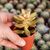 SEDUM NUSSBAUMERIANUM, image , 2 image