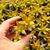 SEDUM NUSSBAUMERIANUM, image 