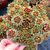 SEMPERVIVUM GOLD RUSH, image 