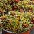 SEMPERVIVUM GOLD RUSH, image _ab__is.image_number.default