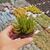 SENECIO BARBETONICUS, image _ab__is.image_number.default