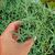 SENECIO RADICANS, image 
