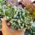 SENECIO SCAPOSUS, image 