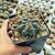 THELOCACTUS HEXAEDROPHORUS, image 