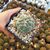 THELOCACTUS HEXAEDROPHORUS, image 