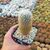 TURBINICARPUS SAUERI (CITES APPENDIX I), image _ab__is.image_number.default