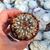 TURBINICARPUS PSEUDOMARCROCHELE (CITES APPENDIX I), image , 2 image