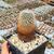 TURBINICARPUS MANDRAGORA SUBS. BEGUINII (CITES APPENDIX I), image , 3 image