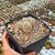 TURBINICARPUS VALDEZIANUS (CITES APPENDIX I), image _ab__is.image_number.default