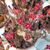 TYLECODON SCHAEFERIANUS, image _ab__is.image_number.default