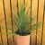 YUCCA ROSTRATA, image _ab__is.image_number.default