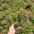 DELOSPERMA WHEELS OF WONDER PURPLE, image _ab__is.image_number.default