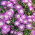 DELOSPERMA WHEELS OF WONDER PURPLE, image _ab__is.image_number.default