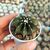 GYMNOCALYCIUM FRIEDRICHII LB2178, image 