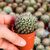 MAMMILLARIA NEJAPENSIS, image , 2 image