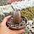 TURBINICARPUS BEGUINII SUBS. HINTONIORUM (CITES APPENDIX I), image _ab__is.image_number.default