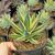 AGAVE SNOW GLOW VARIEGATA, image _ab__is.image_number.default