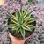 AGAVE SNOW GLOW VARIEGATA, image 